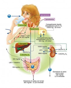 03 Edises Fisiologia Carbone